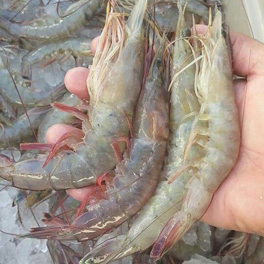 Louisiana Hammond C&R SEAFOOD LOUISIANA SHRIMP COMPANY LLC photo 3