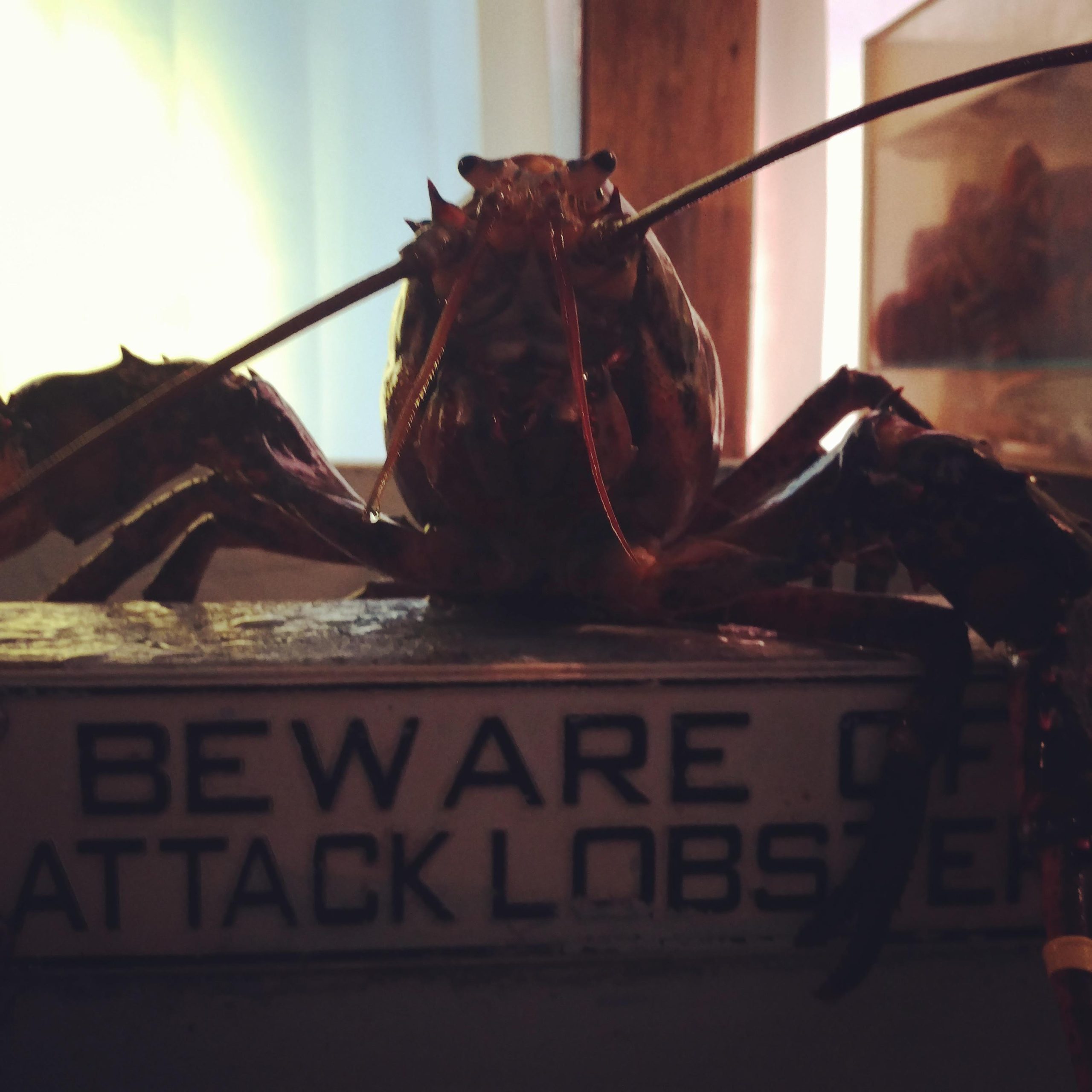 New Hampshire Wolfeboro Jena's Lobster Quest photo 3