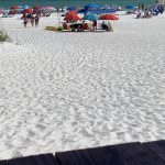 Florida Pensacola Crabs on the Beach