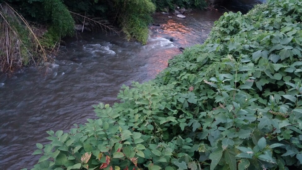 North Carolina Waynesville Creekside Oyster House & Grill photo 3