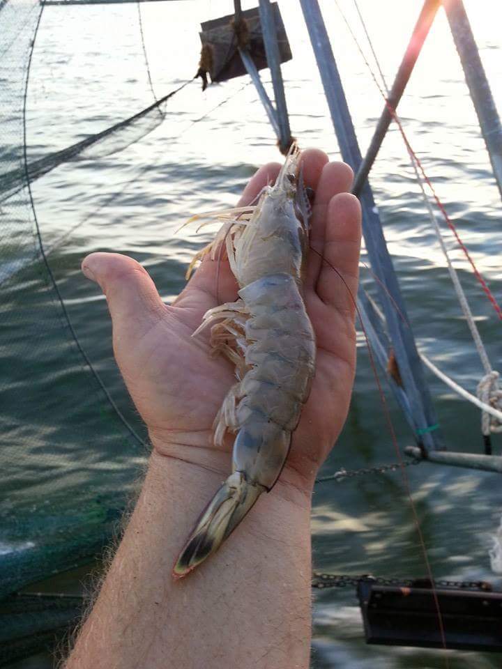 Louisiana Hammond C&R SEAFOOD LOUISIANA SHRIMP COMPANY LLC photo 5