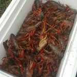 Louisiana Abbeville D & T Crawfish photo 1