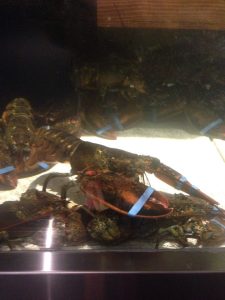 California Redding Red Lobster photo 7