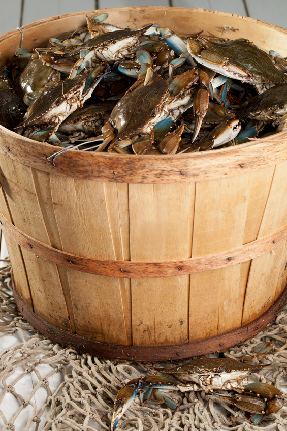 Florida Saint Augustine Blue Crab Ranch photo 5