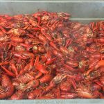 Louisiana Metairie Lil Kats Seafood photo 1