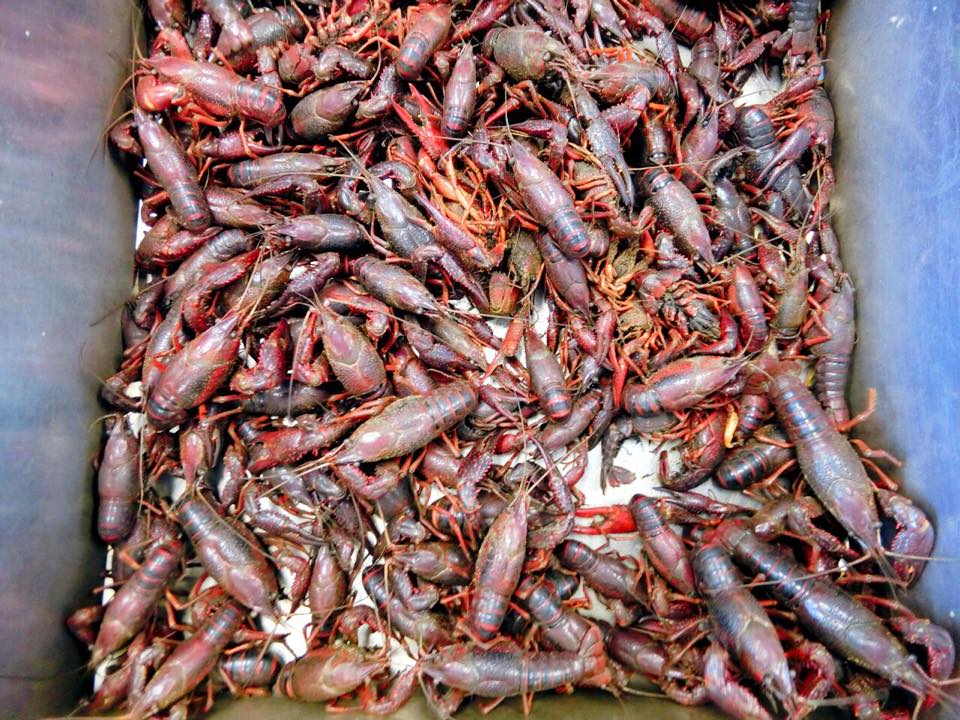 Alabama Huntsville Andy Seafood Market photo 3