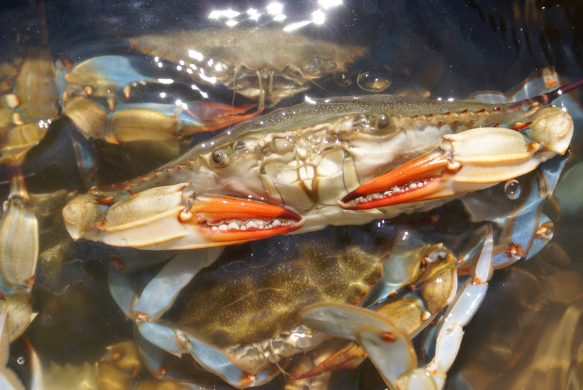 Florida Saint Augustine Blue Crab Ranch photo 3