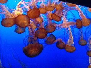 California Salinas Monterey Bay Aquarium photo 7