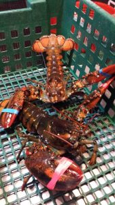 Maine Sanford Beach Plum Lobster Farm Inc photo 5