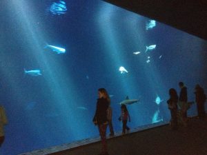 California Salinas Monterey Bay Aquarium photo 5