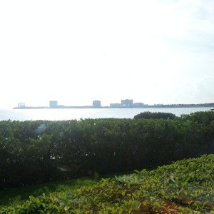 Florida Tampa Oystercatchers photo 5