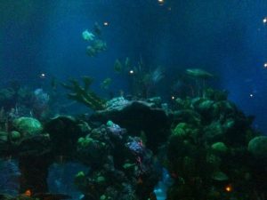 Florida Orlando Coral Reef Restaurant photo 7