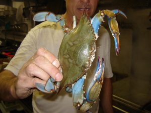 Delaware Selbyville Best Crabs photo 7