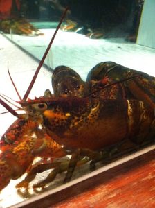 Kentucky Fort Campbell Red Lobster photo 5