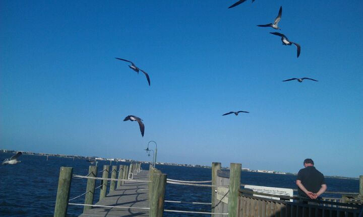 Florida Stuart Dolphin Bar & Shrimp House photo 5