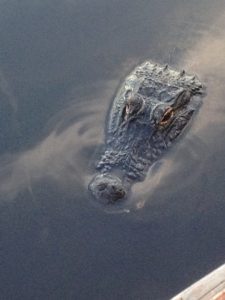 Florida Venice Myakka River Oyster Bar photo 7