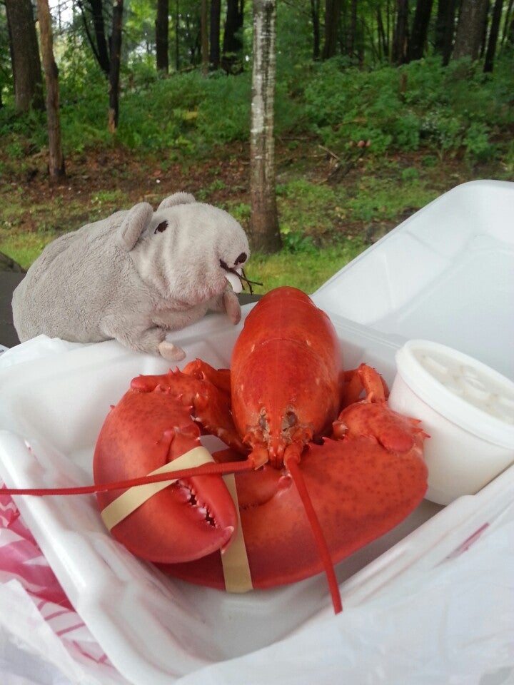 Maine Sanford Beach Plum Lobster Farm Inc photo 3