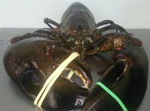 Massachusetts New Bedford Kyler's Catch Seafood Market photo 5