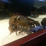 Minnesota Burnsville Red Lobster photo 1