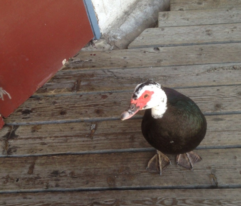 California Long Beach Chowder Barge photo 5