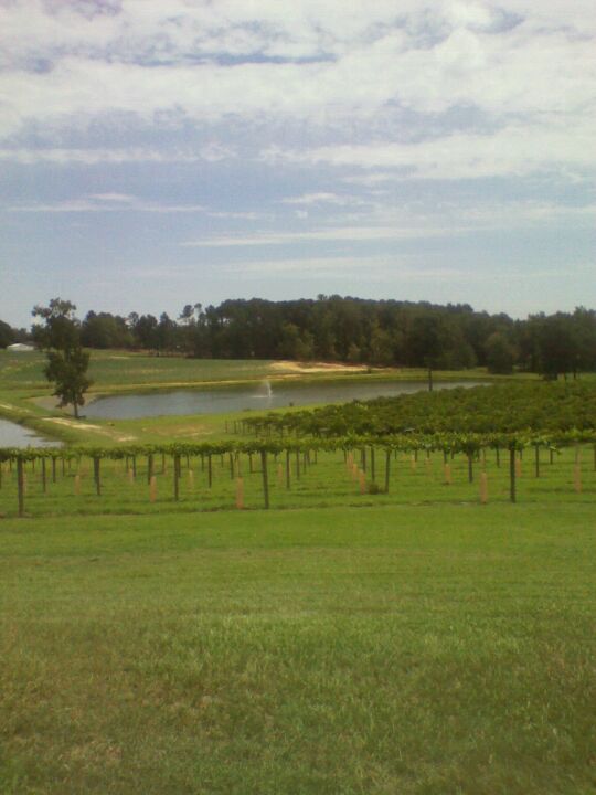 North Carolina Clayton Gregory Vineyards photo 3