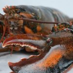 Maine Portland Maine Lobster Now photo 1