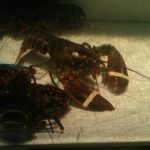 Illinois Oak Lawn Red Lobster photo 1