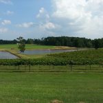 North Carolina Clayton Gregory Vineyards photo 1