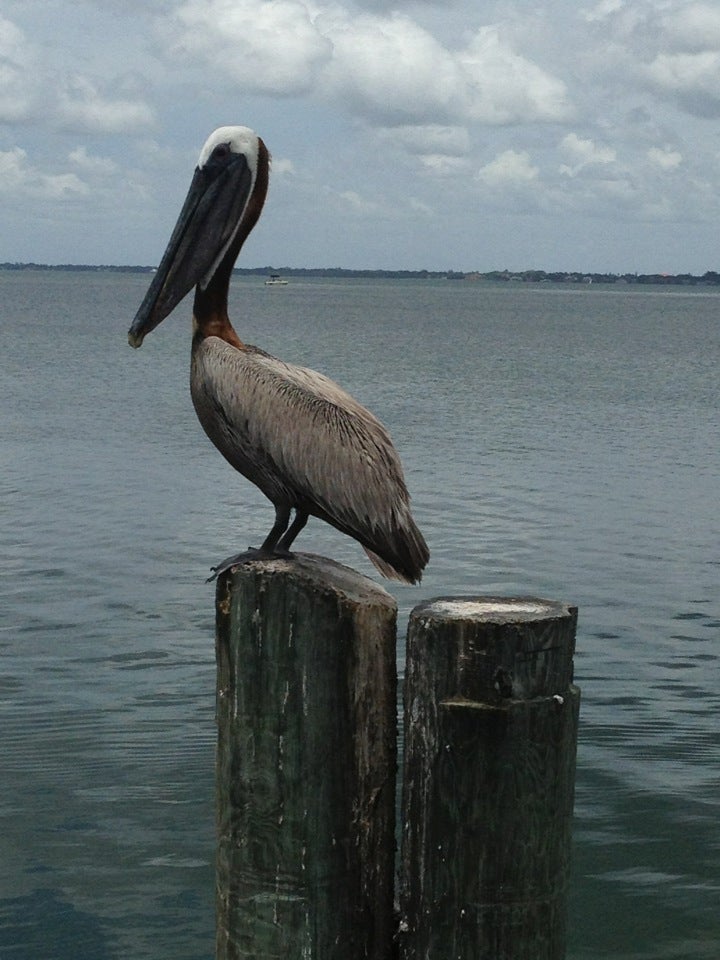 Florida Bradenton Dry Dock Waterfront Grill photo 3