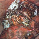 Maryland Glen Burnie Kent Island Crab Co photo 1