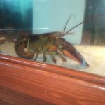 North Carolina Concord Red Lobster photo 1