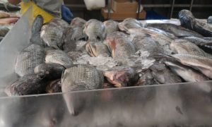 Texas Baytown Baybrooks Fresh Seafood photo 5