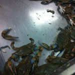 West Virginia Martinsburg Just In Time Seafood photo 1