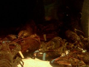 Pennsylvania Hanover Red Lobster photo 5