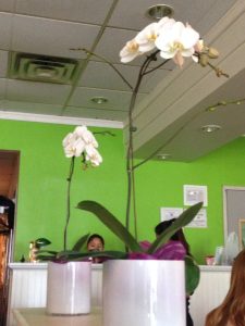 New York Buffalo Thai Orchid Cafe photo 5