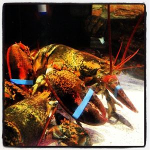 Texas Spring Red Lobster photo 5