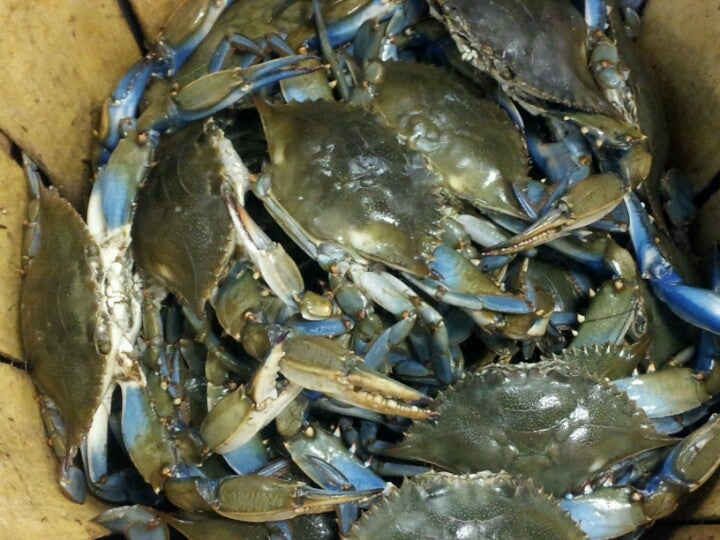 New Jersey Cherry Hill Pike's Seafood Inc photo 5