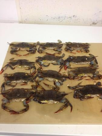 New York Elmira Maine Harvest Seafood photo 3