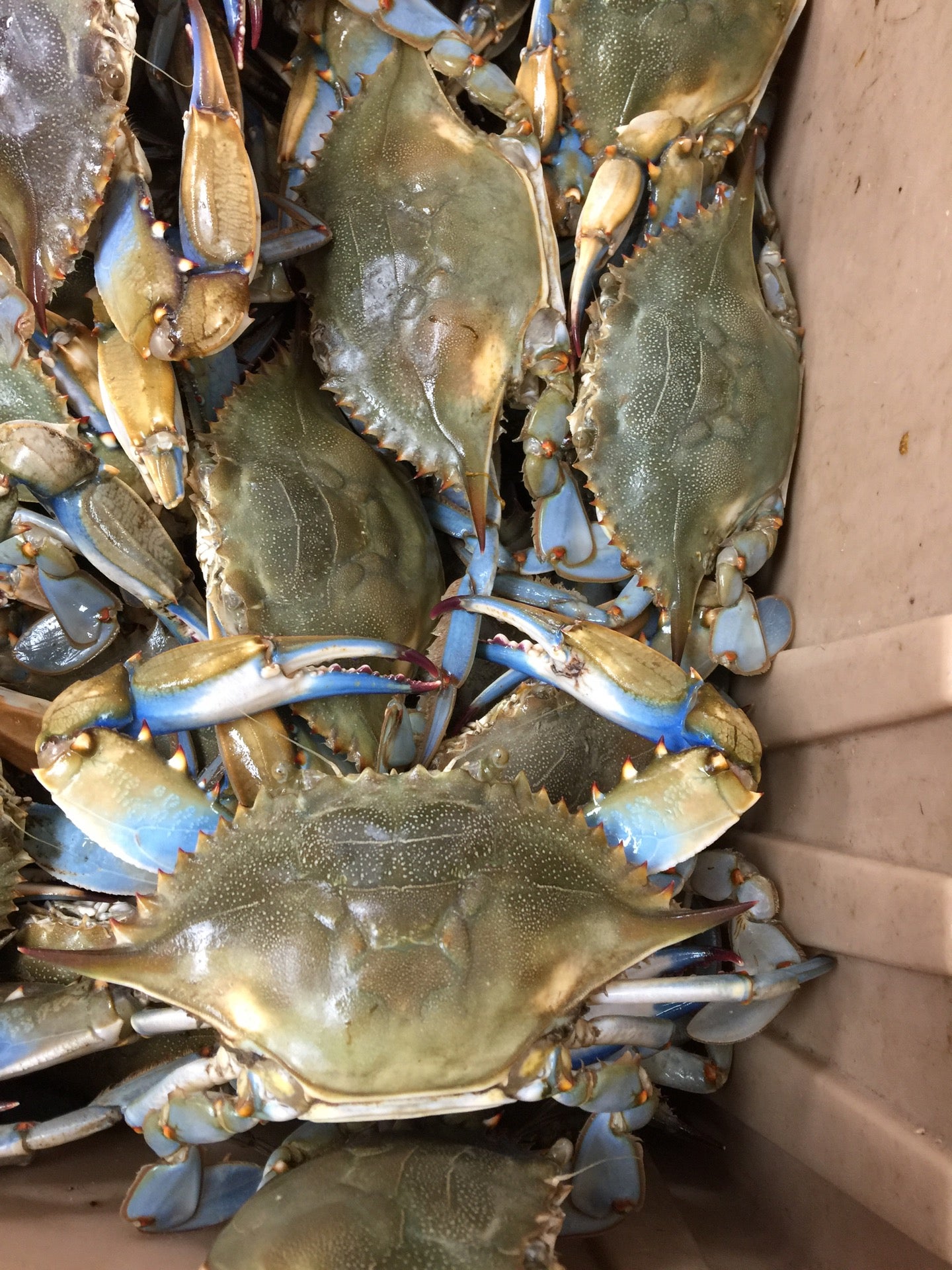 Texas Baytown Pier Eight Seafood Fish Market photo 7