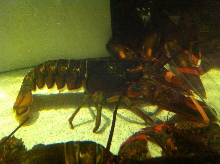 Oklahoma Norman Red Lobster photo 3