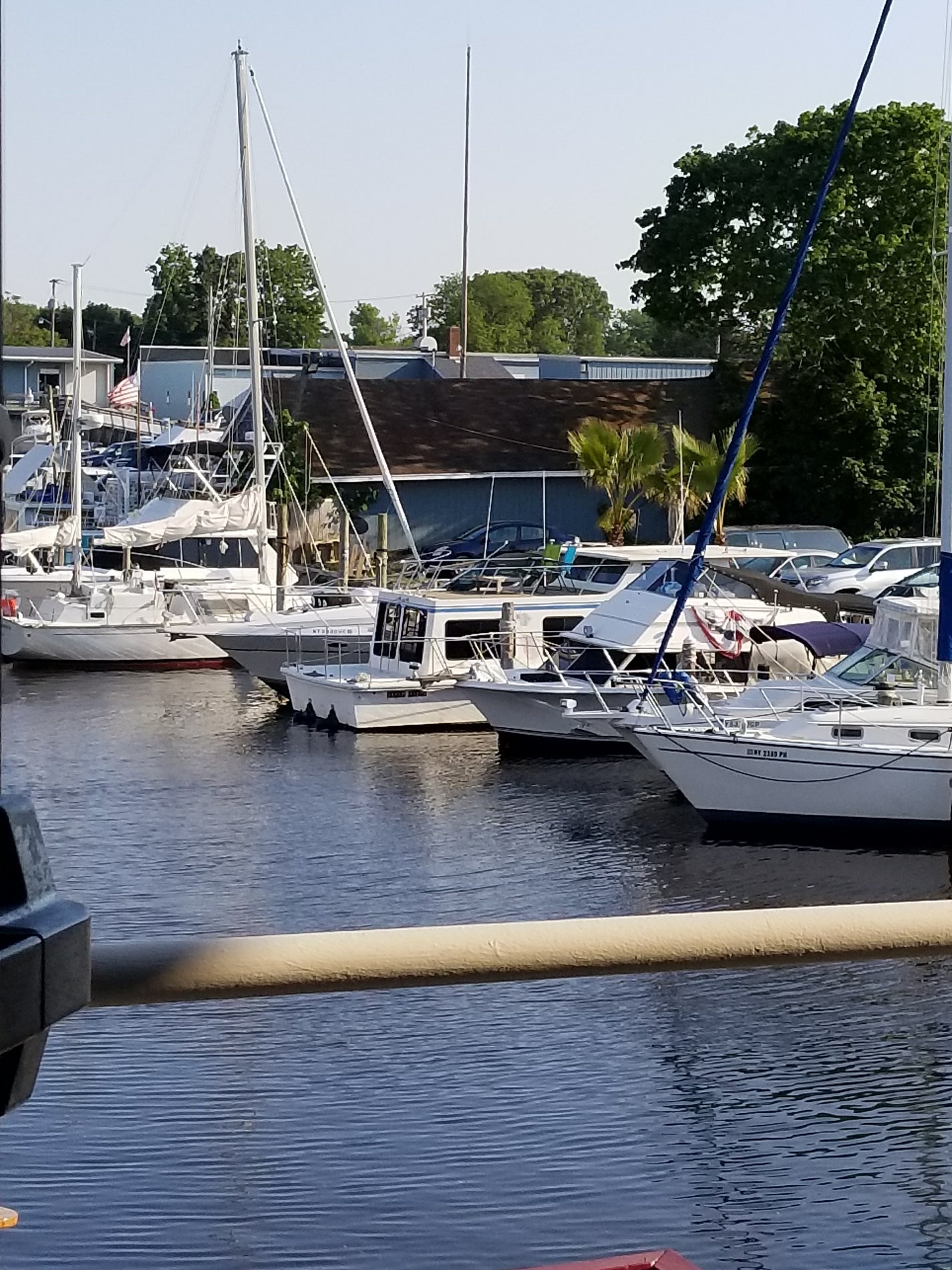 New York Long Island Harbor Crab photo 5