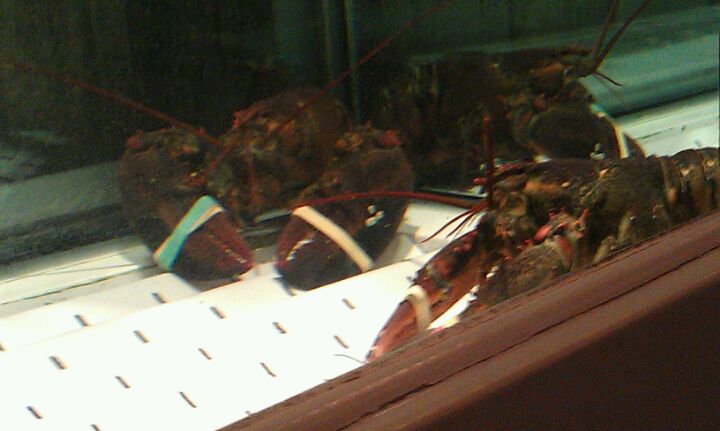 Virginia Williamsburg Red Lobster photo 3