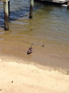 New Jersey Perth Amboy Inlet Cafe photo 7