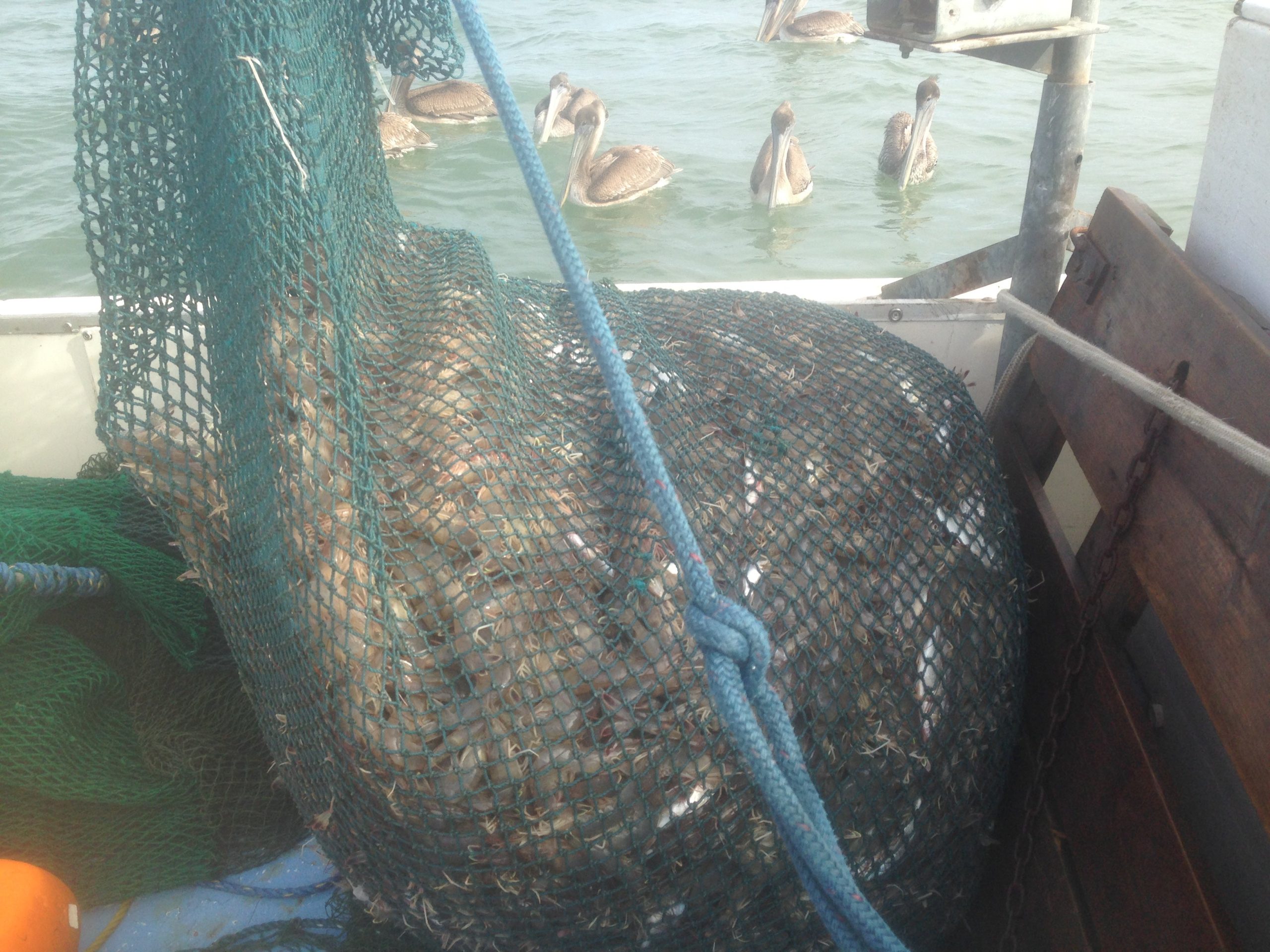 South Carolina Murrells Inlet Harrelson's Seafood Market photo 5